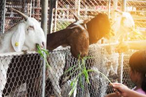 Petting Zoo