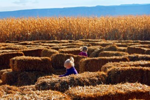 Kids Corn Maze